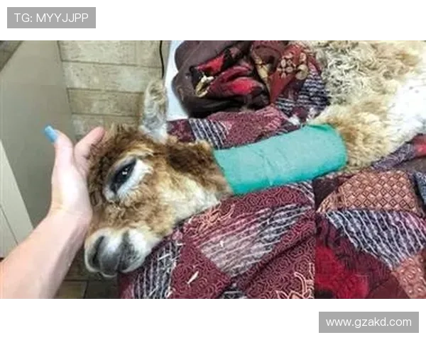 肯普夫与队友激烈碰撞头部受伤血流不止 及时包扎治疗稳定情况 肯普夫与队友激烈碰撞头部受伤血流不止 及时包扎治疗稳定情况